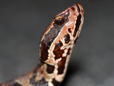 Home Venom of Agkistrodon Piscivorus Conanti