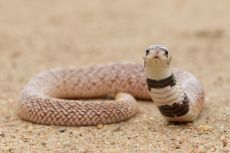 Venom of Aspidelaps Scutatus