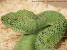 Venom of Atheris Chlorechis