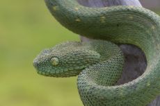 Venom of Atheris Squamigera