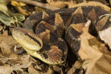 Venom of Atropoides Nummifer