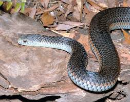 Venom of Austrelaps Superbus`