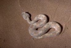 Venom of Bitis Caudalis