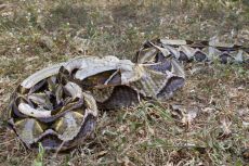 Venom of Bitis Gabonica Gabonica