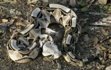 Venom of Bitis Rhinoceros