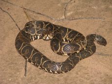 Venom of Bothrops Alternatus