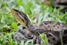 Venom of Bothrops Asper