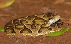 Venom of Bothrops Diporus
