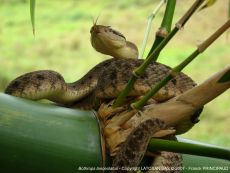 venom of bothrops lanceolatus