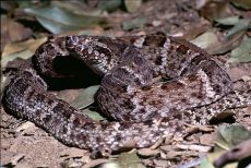 Venom of Bothrops Leucurus
