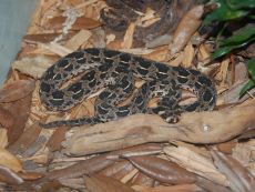 Venom of Proatheris Superciliaris