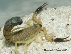 venom of androctonus australis