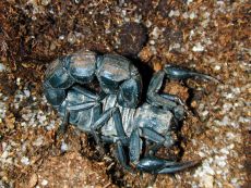 venom of androctonus mauritanicus