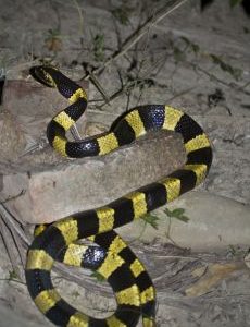 Venom of Bungarus Fasciatus
