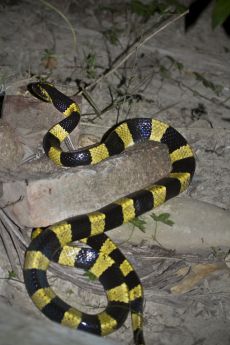 venom of bungarus fasciatus Venom of Bungarus Fasciatus