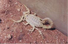 venom of buthacus arenicola