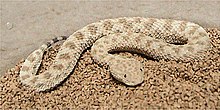 Venom of Cerastes Vipera