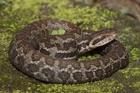 venom of cerrophidion godmani