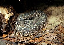 venom of crotalus adamanteus