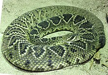 venom of crotalus atrox