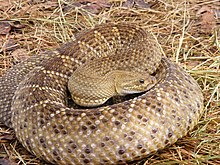 venom of crotalus basiliscus