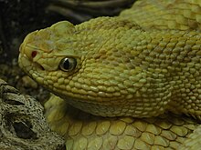 venom of crotalus culminatus