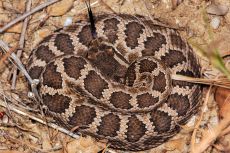 venom of crotalus oreganus helleri