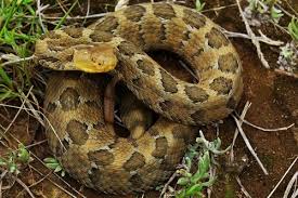 Venom of Crotalus Ravus