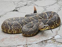 venom of crotalus terrificus