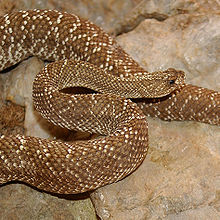 venom of crotalus vegrandis
