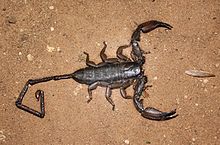 venom of hadogenes troglodytes