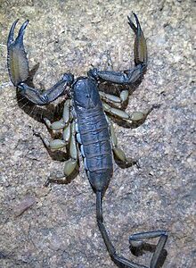 venom of hadogenes zuluanus