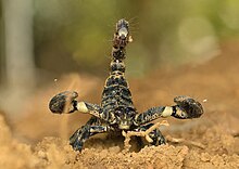 venom of heterometrus scaber