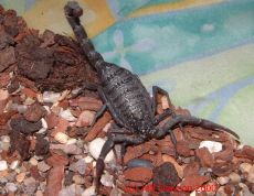 venom of hottentotta franzwerneri