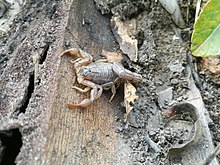 venom of hottentotta hottentotta