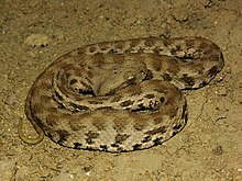 venom of macrovipera lebetina cernovi