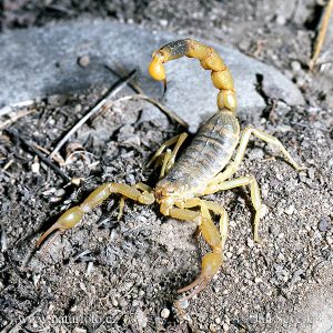 venom of mesobuthus caucasicus