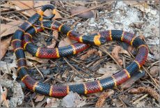 Venom of Micrurus Fulvius