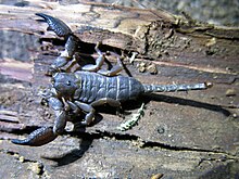 venom of opisthacanthus asper