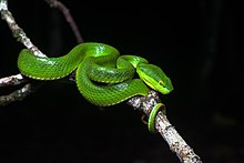 Venom of Trimeresurus Albolabris