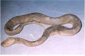 venom of trimeresurus puniceus