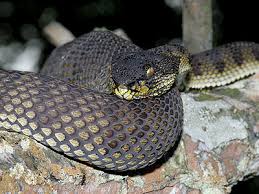 venom of trimeresurus purpureomaculatus