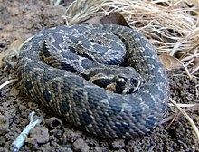 venom of vipera palaestinae