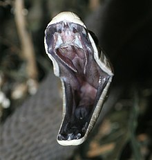 venom of dendroaspis polylepis