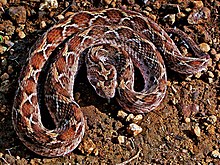 venom of echis leucogaster