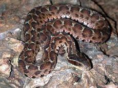 venom of gloydius blomhoffii siniticus