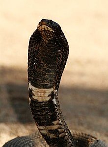 venom of hemachatus haemachatus