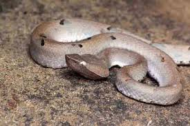 venom of hypnale merrem