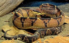 venom of lachesis stenophrys