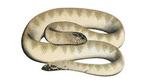 venom of lapemis hardwickii